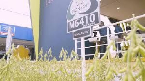 Soybean Monsoy M6410 IPRO