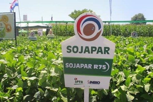 Soybean Sojapar R75