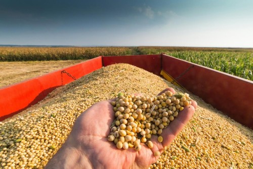 Soybean Brasmax Lança IPRO
