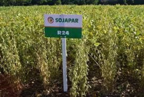 Soybean Sojapar R24