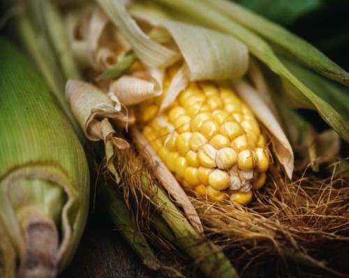 Corn GMO
