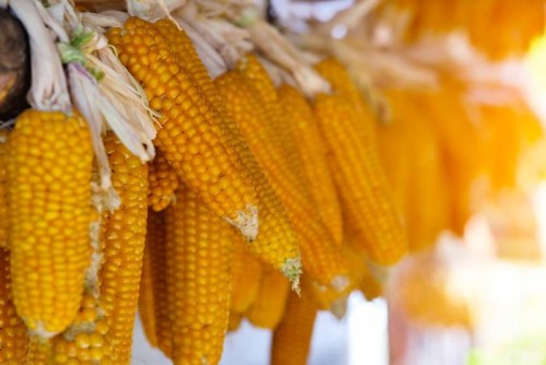Corn non-GMO