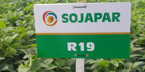 Soybean Sojapar R19