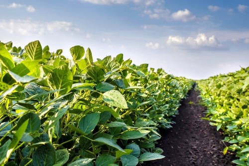 Soybean Don Mario 6220 IPRO